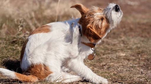 5 Popular Pet Remedies for Itchy skin, Hot-Spots and Wounds