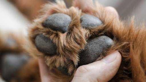 Dry Paws: How to Treat and Prevent Cracked Pads