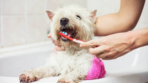 Maintaining good oral hygiene for dogs
