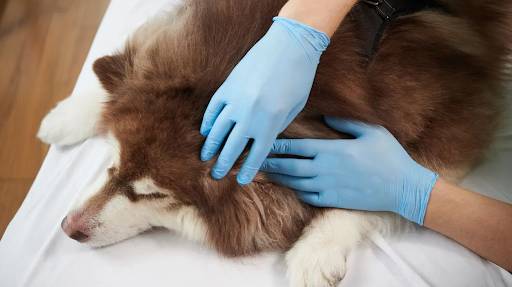 The Struggle of the Summer Surge: A Guide to Find the Best Anti-Tick and Flea Solution