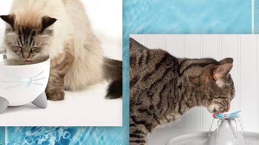 Why Hydration Matters in Cats